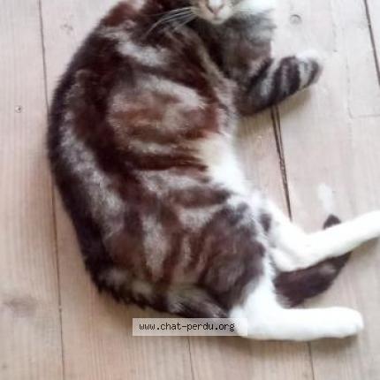 Photo 4/4 Found cat Found in Mirabel