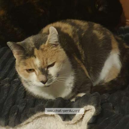 Photo 1/1 Minie Chat lost in Martisserre