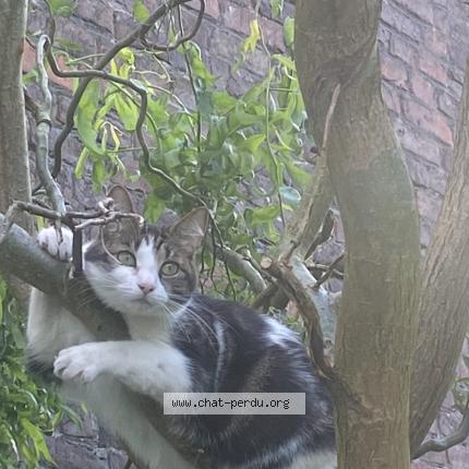 Photo 1/1 Jonas Chat lost in Quievrechain