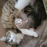 Picture of cat lost at Creon