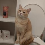 Picture of cat found at Paris