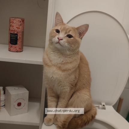 Photo 1/1 Found cat Found in Paris