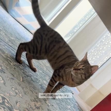 Photo 1/1 Olive Chat lost in Strasbourg