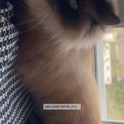 Photo 1/1 Yara Chat lost in Loison sous lens