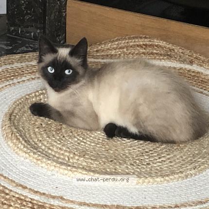 Photo 1/1 Tyson Chat lost in Amiens