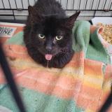 Picture of cat found at Roubaix