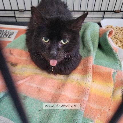 Photo 1/1 Found cat Found in Roubaix