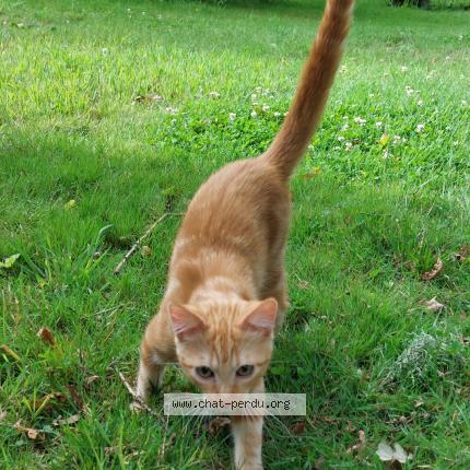 Photo 1/1 Youri Chat lost in Melgven