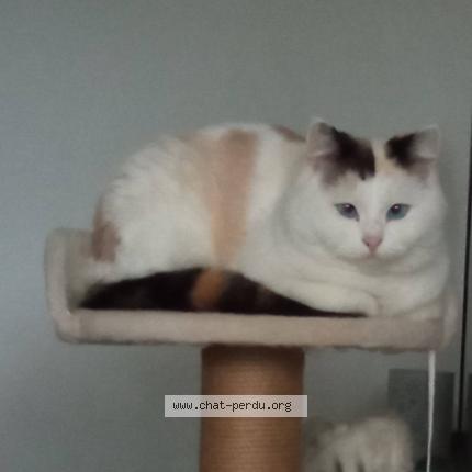 Photo 1/1 Saphir Chat lost in Bruz