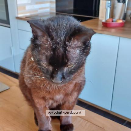 Photo 1/1 Negritto Chat lost in St hippolyte