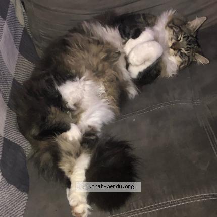 Photo 1/1 Yoda Chat lost in Golfe juan