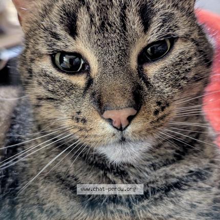 Photo 1/1 Orelsan Chat lost in Saumur