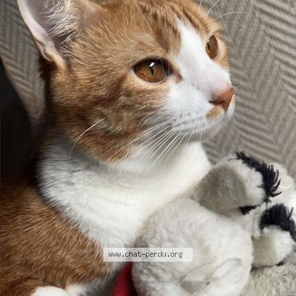 Photo 1/1 Kayenne Chat lost in Villeneuve le roi