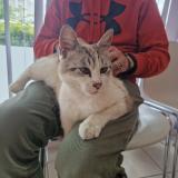 Picture of cat found at Le Grand Quevilly