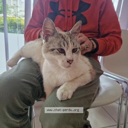 Photo 1/1 Found cat Found in Le grand quevilly