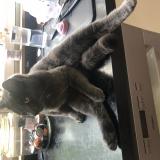 Picture of cat lost at Bauge