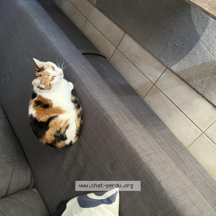 Photo 1/1 Hiris Chat lost in Juvignac