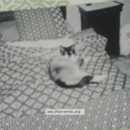 Photo 1/1 Cat reunited Lost in Gouarec