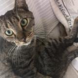 Picture of cat lost at Vernon