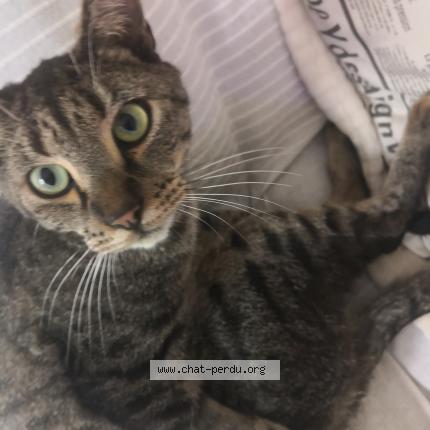 Photo 1/1 SOLEA Chat lost in Vernon