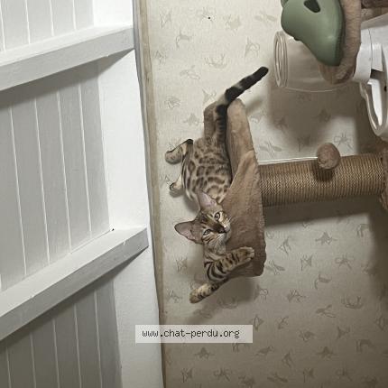 Photo 1/1 Baghera Chat lost in Les abymes