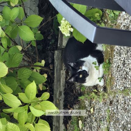 Photo 1/1 Gandja Chat lost in Le perrier