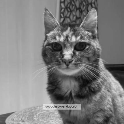 Photo 1/1 Ficelle Chat lost in Dinan