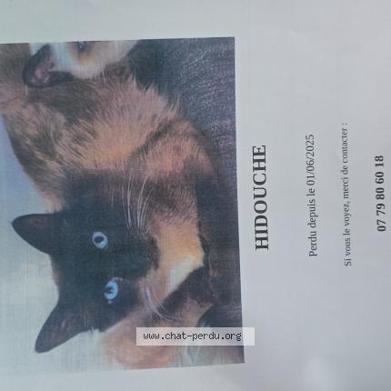 Photo 1/1 hidouche Chat lost in Champigny sur marne
