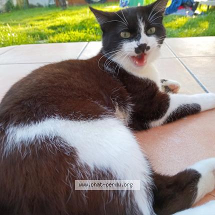 Photo 1/1 F&eacute;lix Chat lost in Mothe achard