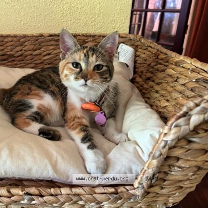 Photo 1/1 Sakura Chat lost in Sucy en brie