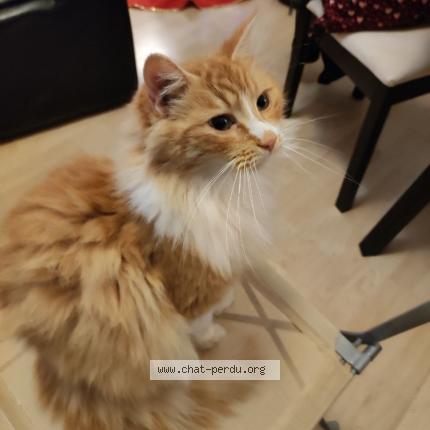 Photo 1/1 Scar Chat lost in Bordeaux