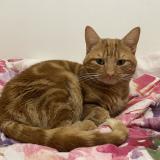 Picture of cat lost at Vitry Le Francois