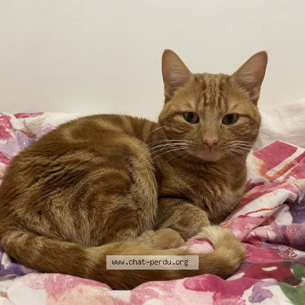 Photo 1/1 Simba Chat lost in Vitry le francois