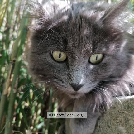 Photo 1/1 Vicky Chat lost in Brest