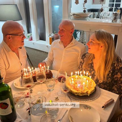 Photo 1/1 Oscar Chat lost in Livarot pays d auge