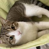 Picture of cat lost at Taverny