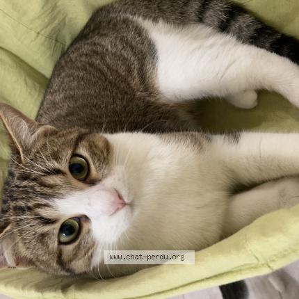 Photo 1/1 Timi Chat lost in Taverny