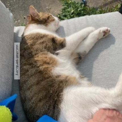 Photo 2/5 Timi Chat lost in Taverny