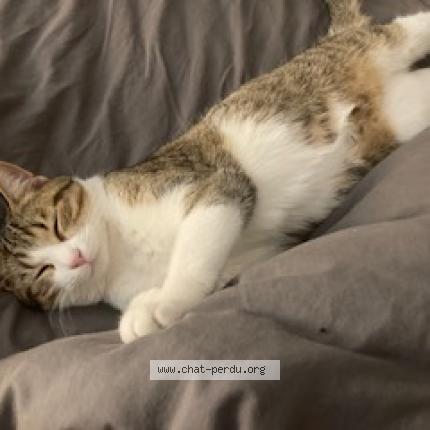 Photo 3/5 Timi Chat lost in Taverny