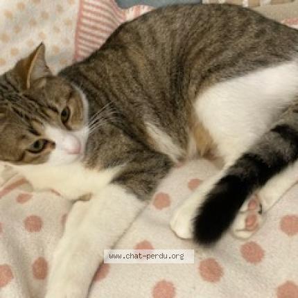 Photo 4/5 Timi Chat lost in Taverny