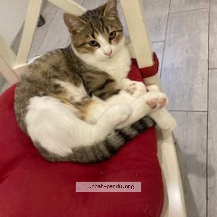 Photo 5/5 Timi Chat lost in Taverny