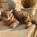 Picture of cat lost at Le Bouchaud