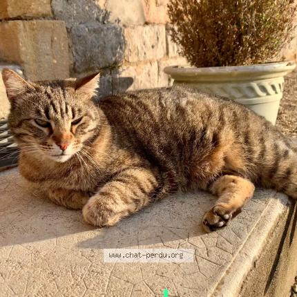 Photo 1/2 Cat reunited Lost in Le bouchaud