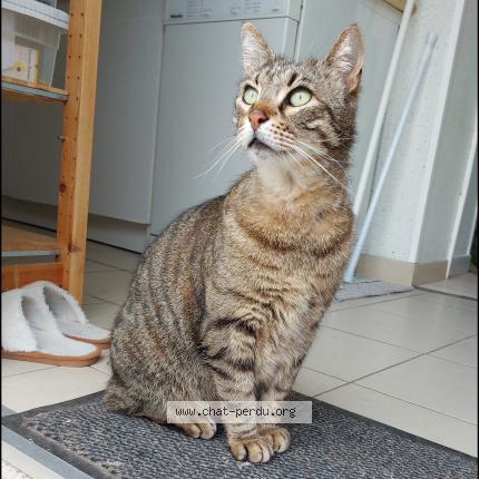Photo 2/2 Cat reunited Lost in Le bouchaud