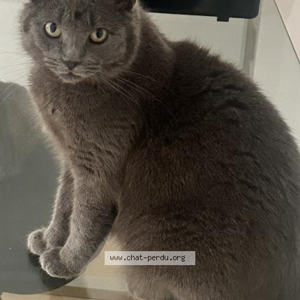 Photo 1/1 Sarah Chat lost in Argenteuil