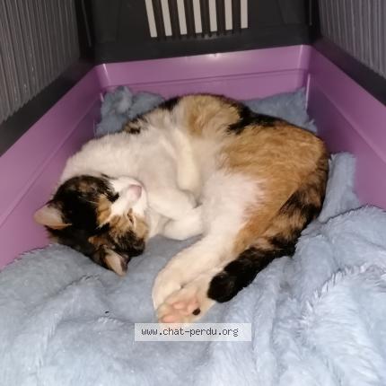 Photo 1/1 Found cat Found in Bouillon