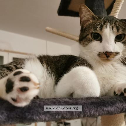 Photo 1/1 Pearl Chat lost in Chaillevette