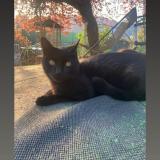 Picture of cat lost at Marseille