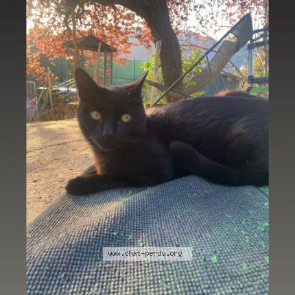 Photo 1/1 Winny Chat lost in Marseille