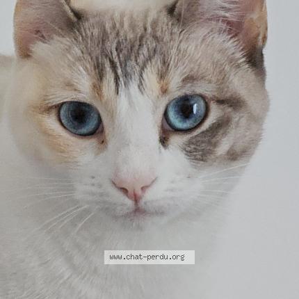 Photo 1/1 Chanel Chat lost in Fleac